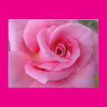 Perfect Pink Rose Postcards