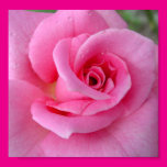 Perfect Pink Rose Print