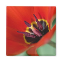 perfect play magnets by blacqbook perfect play magnets