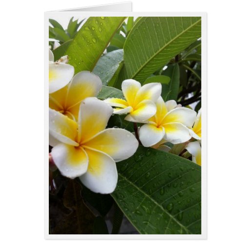 Perfect Plumeria Cards