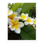Perfect Plumeria Post Cards