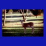 Perfect Pose- Deer