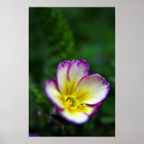 Perfect Primula print posters