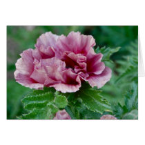 Perfect Purple Poppy Cards