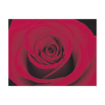 Perfect Red Rose Post Card