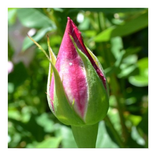 Perfect Rose Bud print