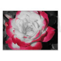 Perfect Rose cards