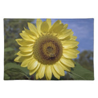 Perfect summer sunflower in blue sky. place mat