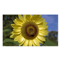 Perfect summer yellow sunflower in blue sky. business card template