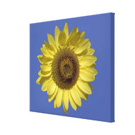 perfect sunflower and bee in blue background. gallery wrapped canvas