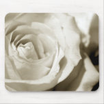 Perfect white rose