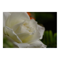 Perfect White Rose posters by DiscombobulatedBoy Perfect White Rose posters