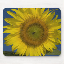 Perfect Yellow Sunflower mousepads