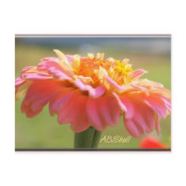 Perfectly Pink Zinnia postcards