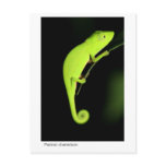 Perinet Chameleon Postcards