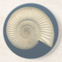 Perisphinctes Ammonite fossil coasters