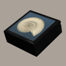 Perisphinctes Ammonite fossil gift boxes