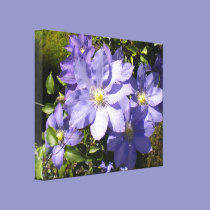 Periwinkle Clematis canvas prints