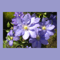 Periwinkle Clematis Poster Print posters