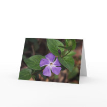 Periwinkle Flower cards