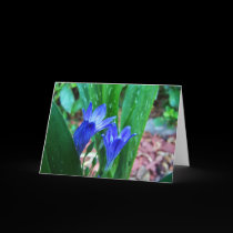 Periwinkle flowers Greeting cards