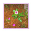 Periwinkle magnets