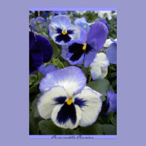Periwinkle Pansies Poster posters