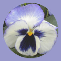 Periwinkle Pansy Stickers stickers