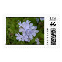 Periwinkle Plumbago postage by MeleniePHX Periwinkle Plumbago postage