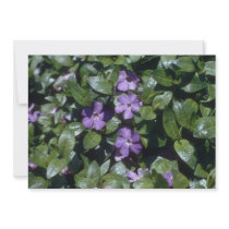 Periwinkle, (Vinca Minor) flowers Invites