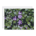 Periwinkle, (Vinca Minor) flowers Invites