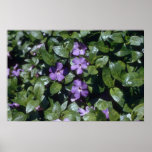Periwinkle, (Vinca Minor) flowers Posters