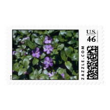 Periwinkle, (Vinca Minor) flowers Stamps