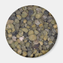 Periwinkles Shell Fridge Magnet