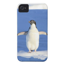Perky Little Penguin casemate cases