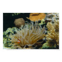 Perky - the clownfish (poster) posters by Horseshoes3 Perky - the clownfish (poster) posters