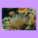 Perky - the clownfish (poster) posters