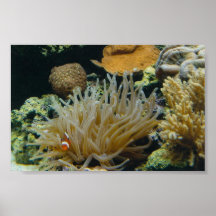 Perky - the clownfish (poster)