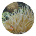 Perky - the clownfish stickers by Horseshoes3 Perky - the clownfish stickers