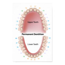 Permanent teeth adult dentition Poster