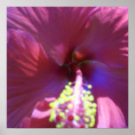 Perpetual Hibiscus Canvas Print or Poster