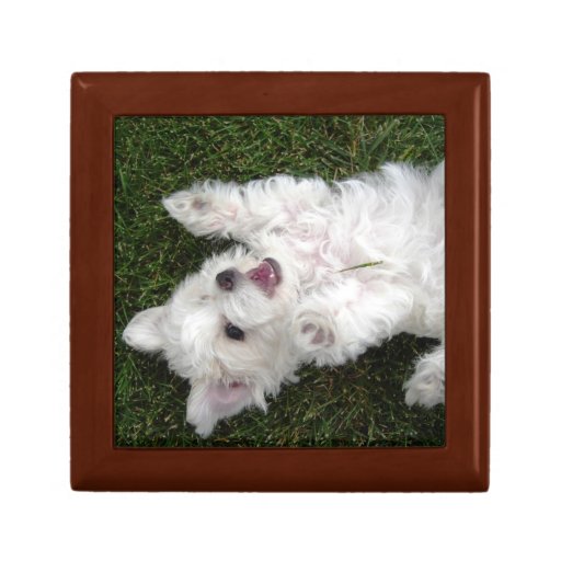 Perrito Cajas De Joyas