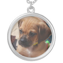 Perrito de DSC_0051puggle Collar