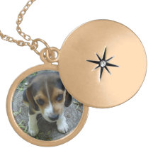 Perrito del final del oro grimpola