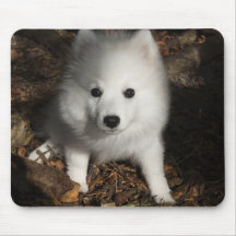 Perrito japonés del perro de Pomerania Tapetes De Ratón