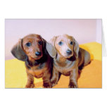 Perritos del perro de patas muy cortas tarjetón