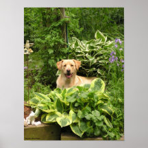 Perritos florecientes (el poster)