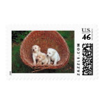 Perritos preciosos envio