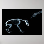 Perro azul de los esqueletos de la radiografía mún poster