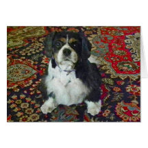 PERRO DE AGUAS DE REY CHARLES ARROGANTE TARJETON